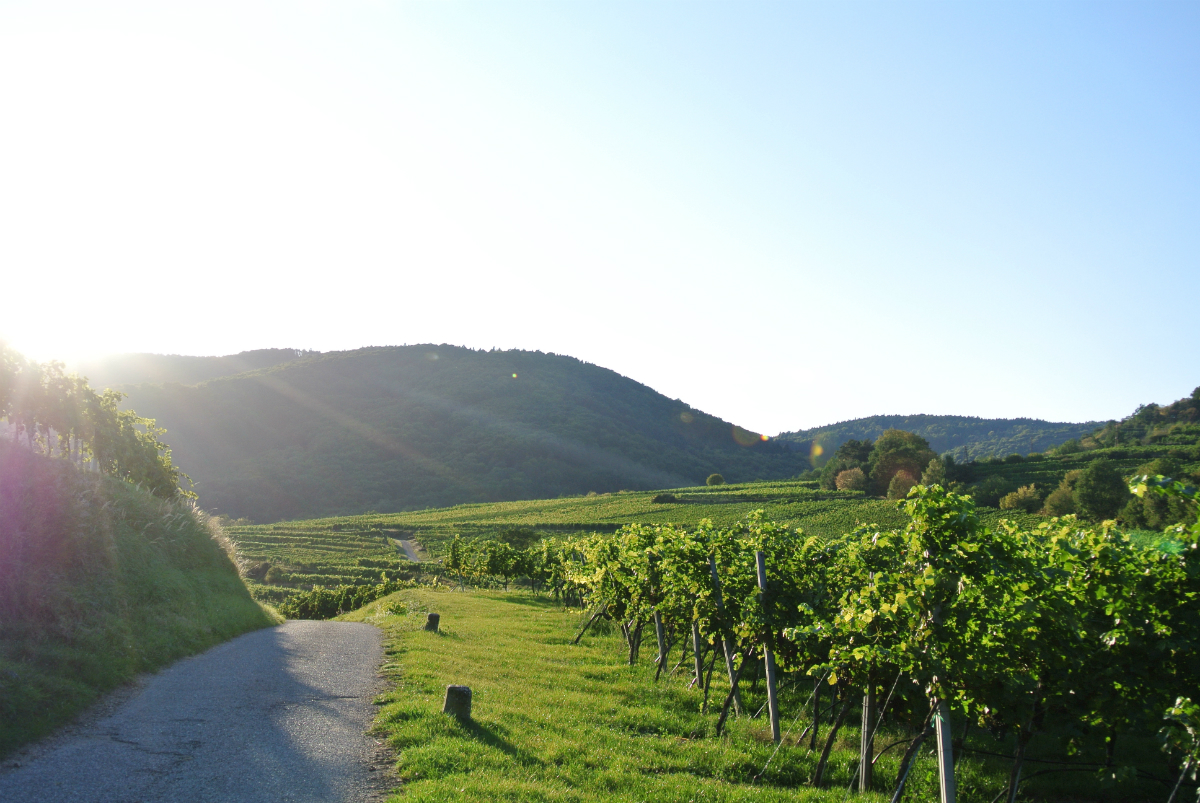 Wanderweg in der Wachau