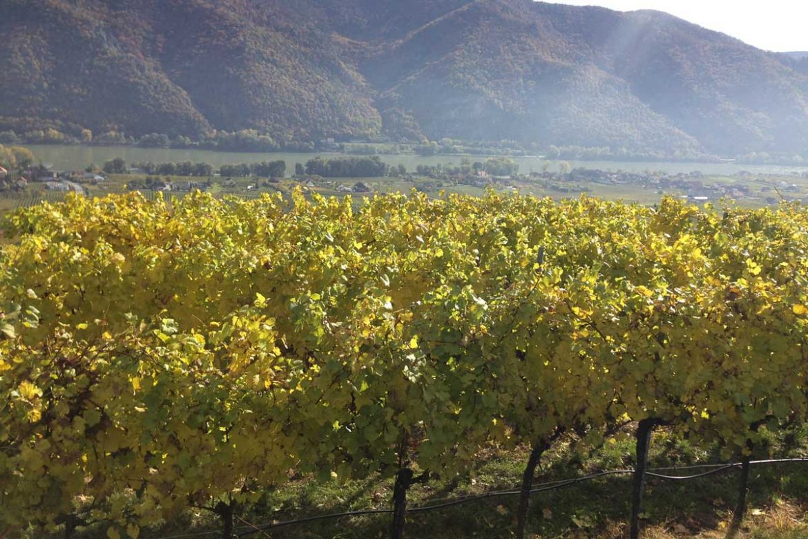 Herbstlicher Weingarten in der Wachau Herbstlicher Weingarten in der Wachau