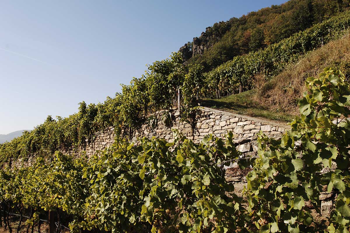 Weingarten in der Wachau