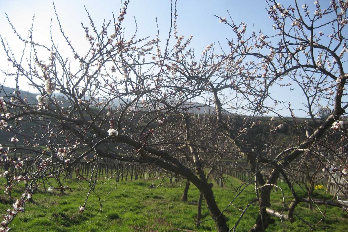 Marillenblüte 2018