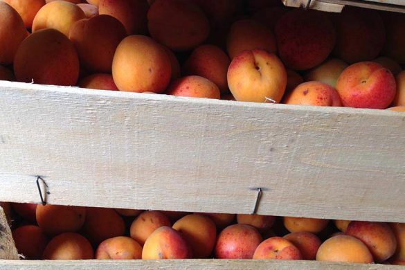 Wachauer Marillen für ein echtes Wachauer Marillenchutney