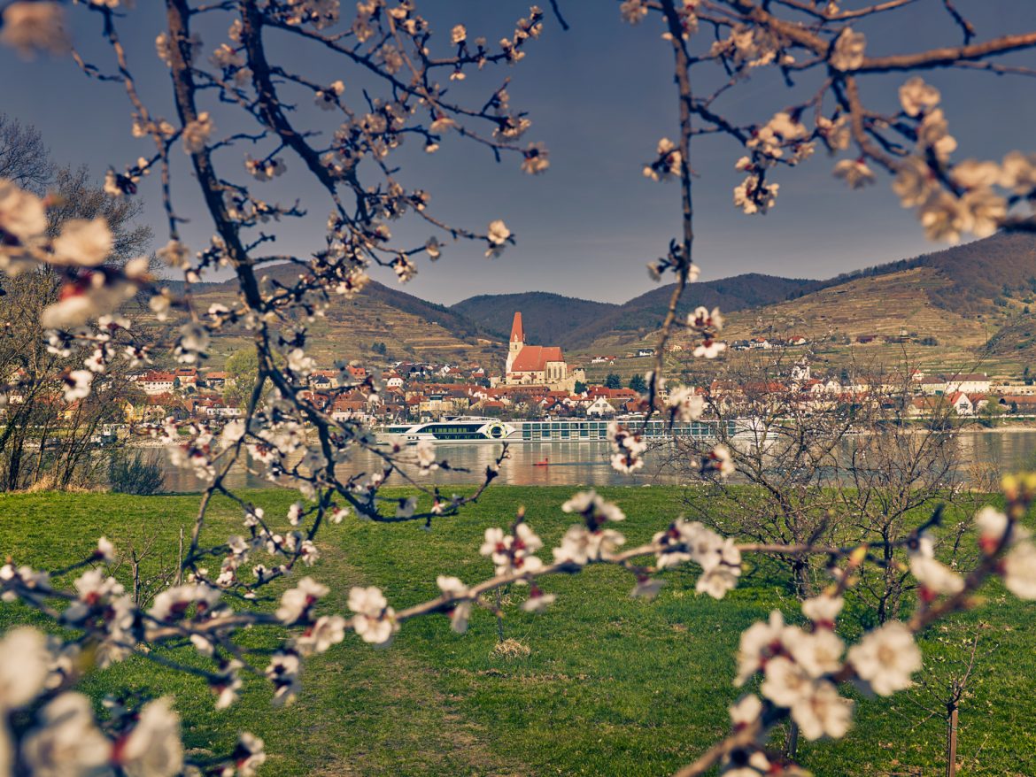 Marillenblüte Wachau © Niederösterreich Werbung, Andreas Hofer (3)